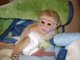 Absolutamente encantadores monos capuchinos para su adopción