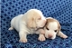 Adorables cachorros de toros para buenos hogares - Foto 1