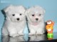 Adorables perritos malteses pendientes para su adopción