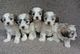 Agradable maltipoo cachorros