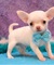 Akc chihuahua puppies para adopción