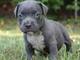 American pit bull terriers puppies