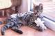 Asombrosos gatitos de sabana para la adopción