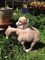 Beautiful italian 2 greyhound puppies