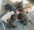 Beautiful old tyme bulldog puppies