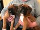 Bobtail boxer cachorros listo para ir