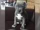 Buenas tardes: se vende ultimo cachorro de pitbull blue hembra