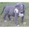 Buenas vendo esta cachorrita blue, autentica pitbull terrier,