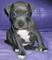 Cachorro de pit bull blue macho a precio inigualable con cartilla