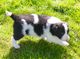 Cachorros de border collie