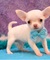 Cachorros de Chihuahua blanco / azul y Fawn - Foto 1
