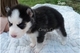 Cachorros de husky lindo para adopción - Foto 1