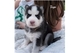 Cachorros de husky lindo para adopción