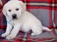 Cachorros de Labrador muy amigables para adopción - Foto 1