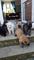 Cachorros de pastor belga - Foto 1