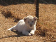 Cachorros de tigre blancos asequibles, cachorros de león, gatito - Foto 1