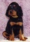 Cachorros gordon setter