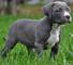 Cachorros pitbull terrier recién nacidos. no se entregarían hasta