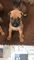 Cachorros ridgeback rhodesian registrados
