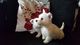 Cachorros west highland white terrier