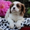 Cavalier king charles cachorros