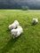 Coton de tulear cachorros