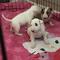 Criamos bull terrier, tenemos varias camadas disponibles