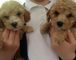 Destacados cachorros Poochon - Foto 1