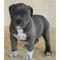 Disponible ¡¡For Sale!! Cachorros de American Pit bull terrier Bl - Foto 1