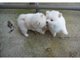 Dos impresionantes cachorros Pomerania T-Cup - Foto 1