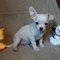 Excellent Apple Head Chihuahua Puppies - Foto 1