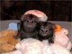 Fabulosos monos tití para adopción