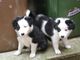Fantásticos cachorros border collie para adopción