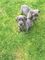 Fawn Great Dane Puppies - Foto 1