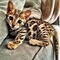 Gatos hermosos del gatito de bengala disponibles - Foto 1