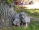Gorgeous blues and a silver weimaraner pups