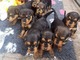 Gratis Adopción Cachorros adorables de Airedale - Foto 1