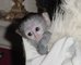 Gratis adorable bebé monos capuchinos