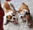 Gratis bulldog ingles cachorros