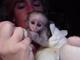 Gratis gratis maravilloso monos capuchinos