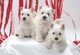 Gratis gratis westhigland terrier