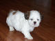 Gratis Hermosos cachorros Shih Tzu adopcion - Foto 1