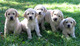 Gratis labrador cachorros