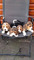 Gratis Magnífica adopción de cachorros de beagle - Foto 1