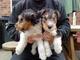 Gratis magníficos cachorros de galés terrier