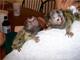 Gratis Mono capuchino VIP listo - Foto 1