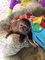 Gratis Monos capuchinos disponibles - Foto 1