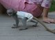 Gratis monos capuchinos entrenados en casa