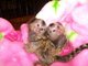 Gratis Monos tití bebé lindo para su aprobación - Foto 1