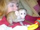 Gratis precioso mono capuchino